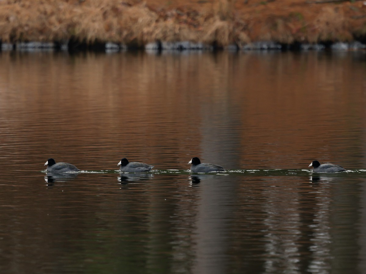 Лиска американська - ML647153783