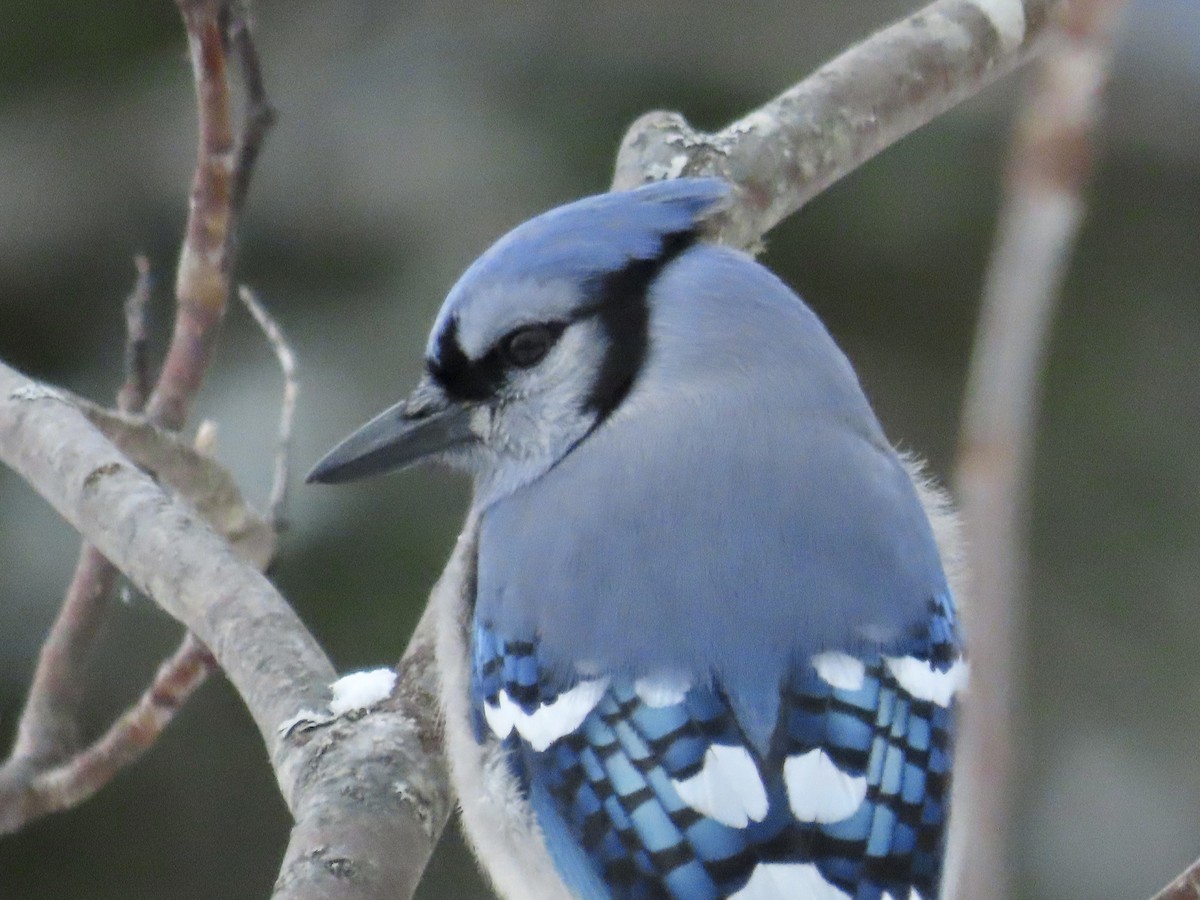 Сизойка блакитна - ML647153785