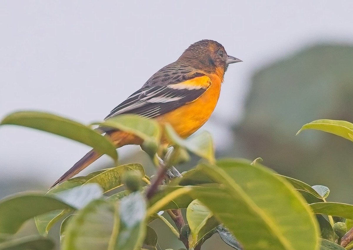 Балтиморский трупиал - ML647153791