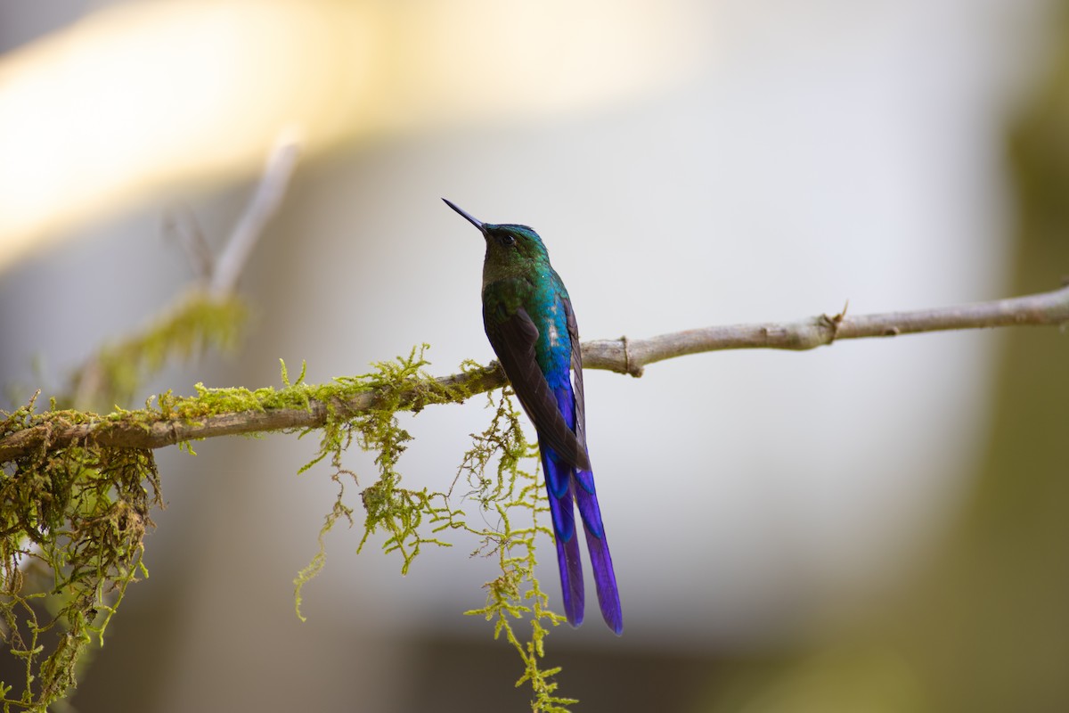 Violet-tailed Sylph - ML647153794