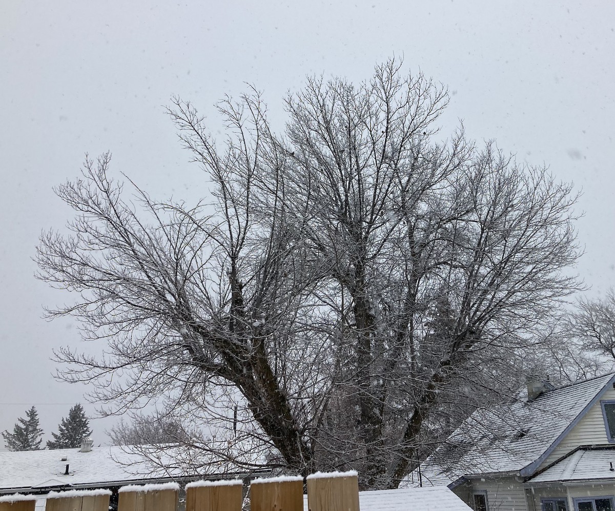 Странствующий дрозд - ML647153796