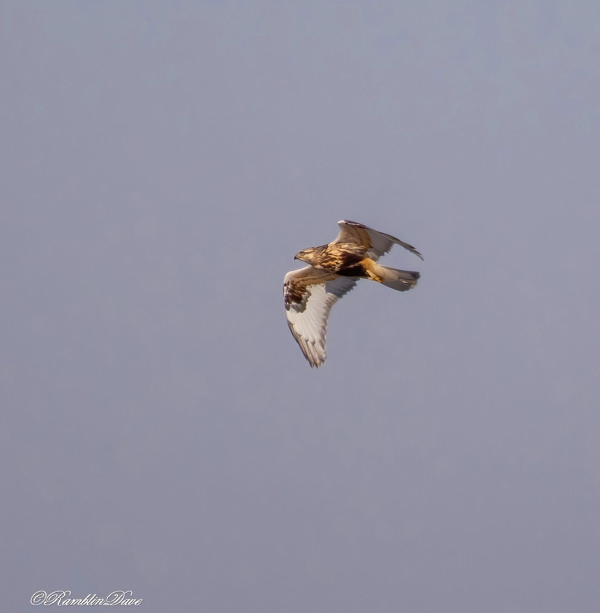 Rough-legged Hawk - ML647153801