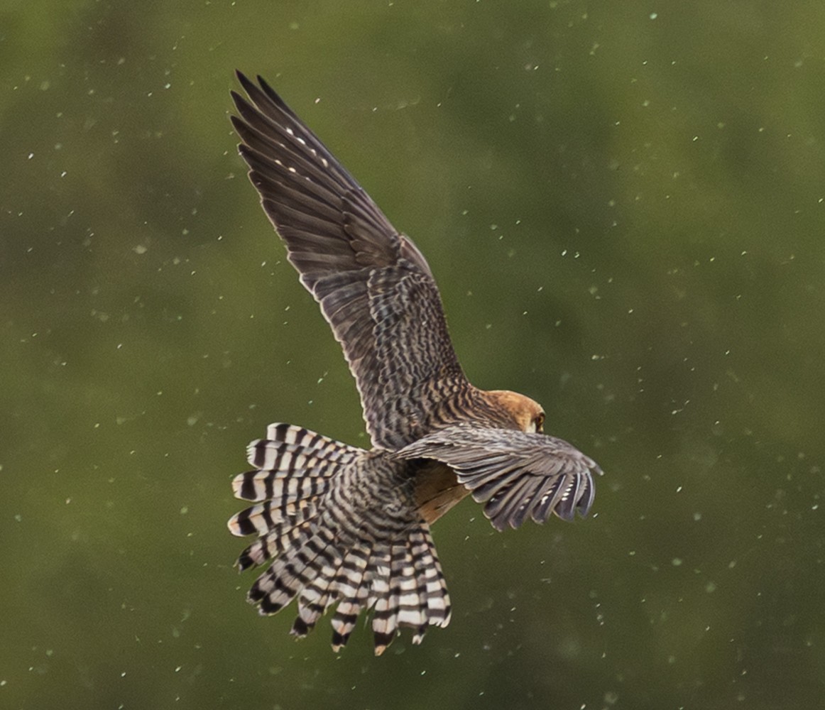 Red-footed Falcon - ML647153806