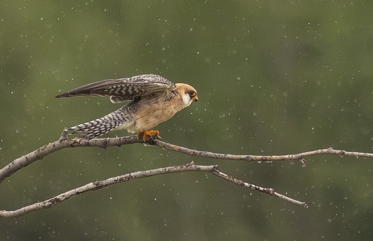 Red-footed Falcon - ML647153807