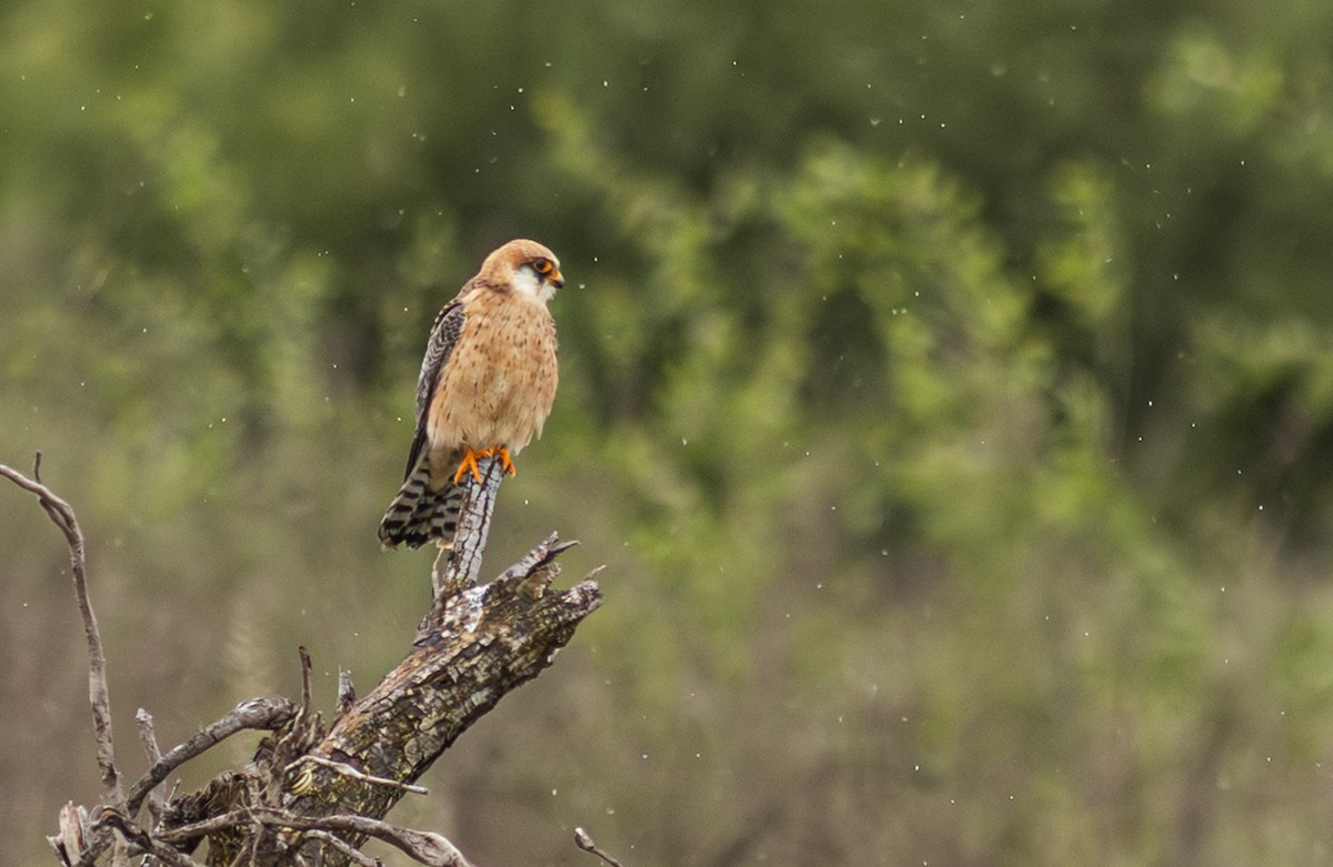 Red-footed Falcon - ML647153808