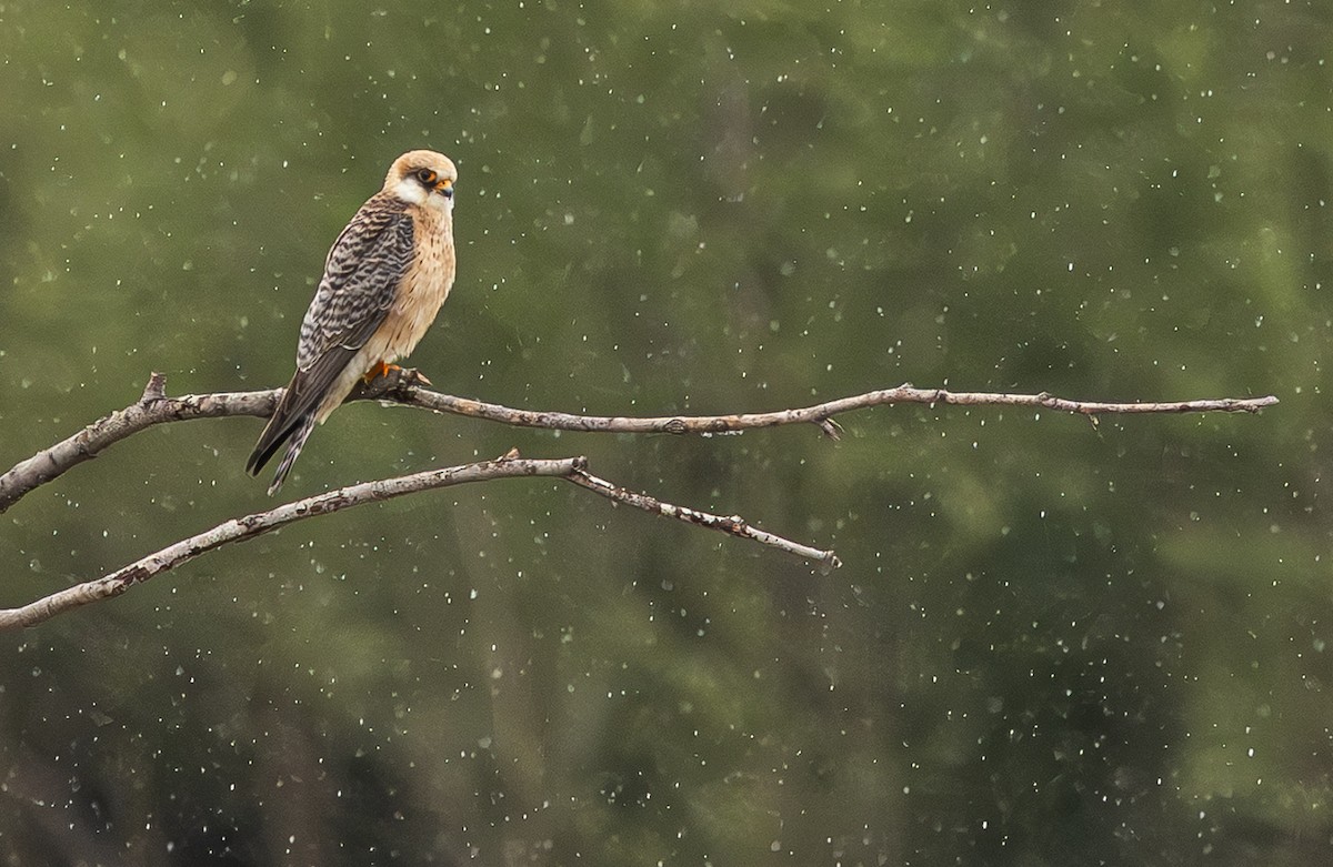 Red-footed Falcon - ML647153809
