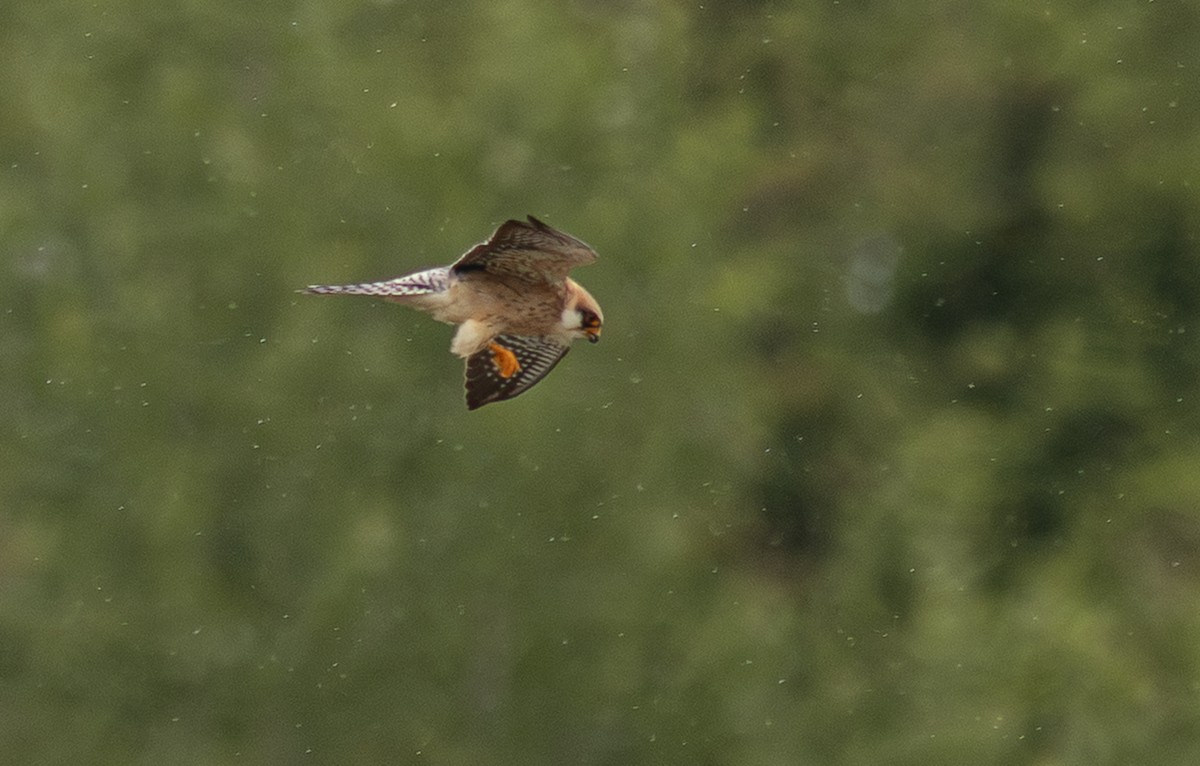 Red-footed Falcon - ML647153810