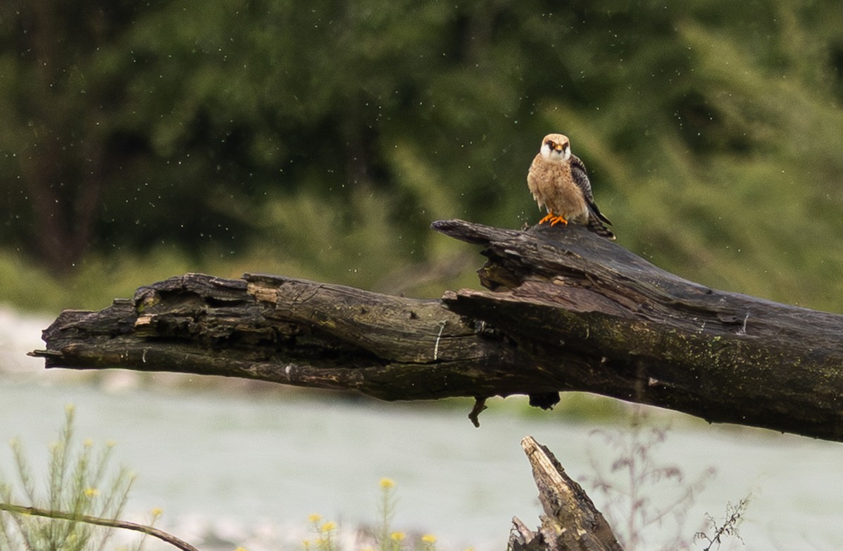 Red-footed Falcon - ML647153811