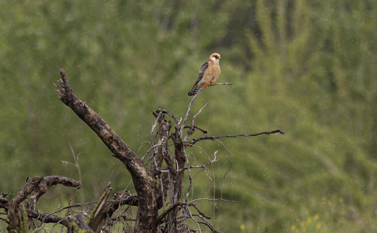 Red-footed Falcon - ML647153813