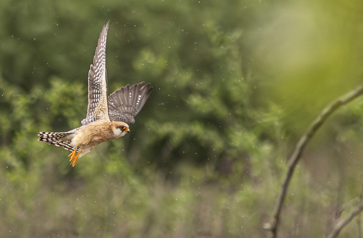 Red-footed Falcon - ML647153814