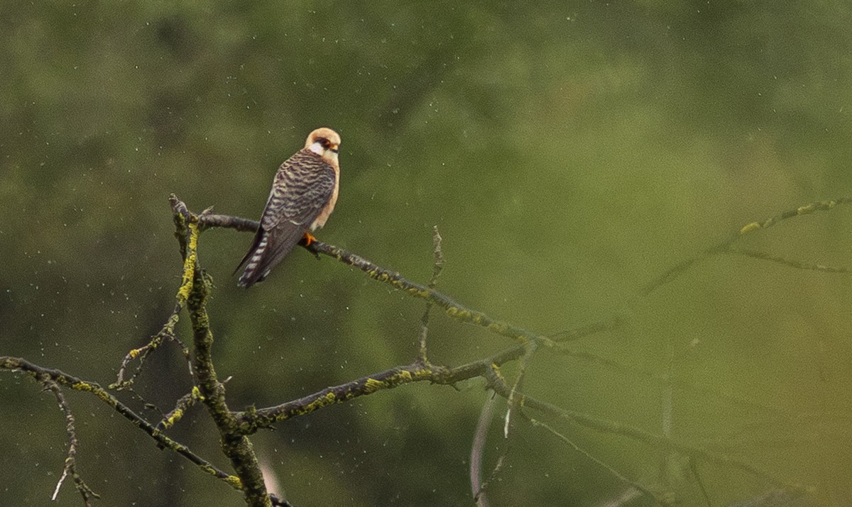 Red-footed Falcon - ML647153815