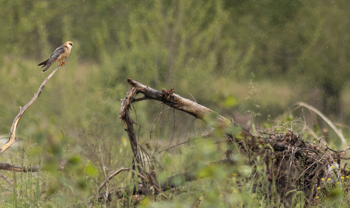 Red-footed Falcon - ML647153816