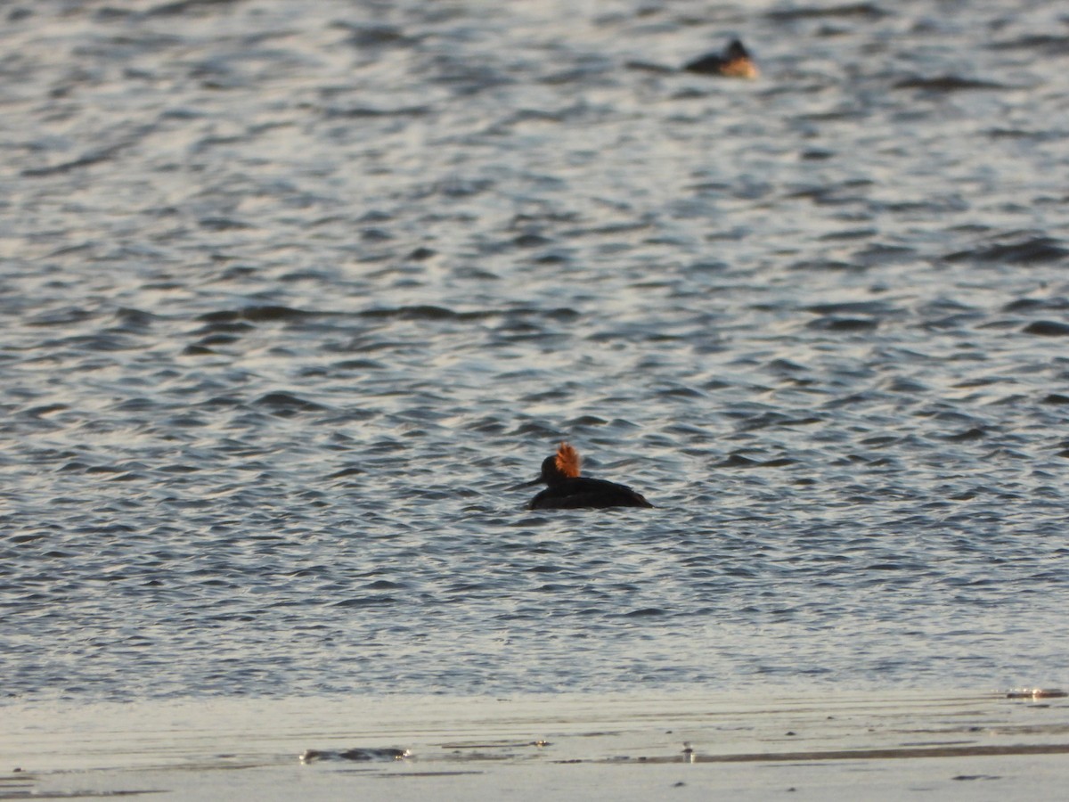 Serreta Mediana - ML647153818