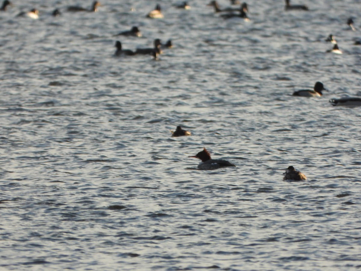 Serreta Mediana - ML647153819