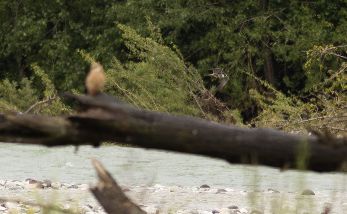 Eurasian Hobby - ML647153823