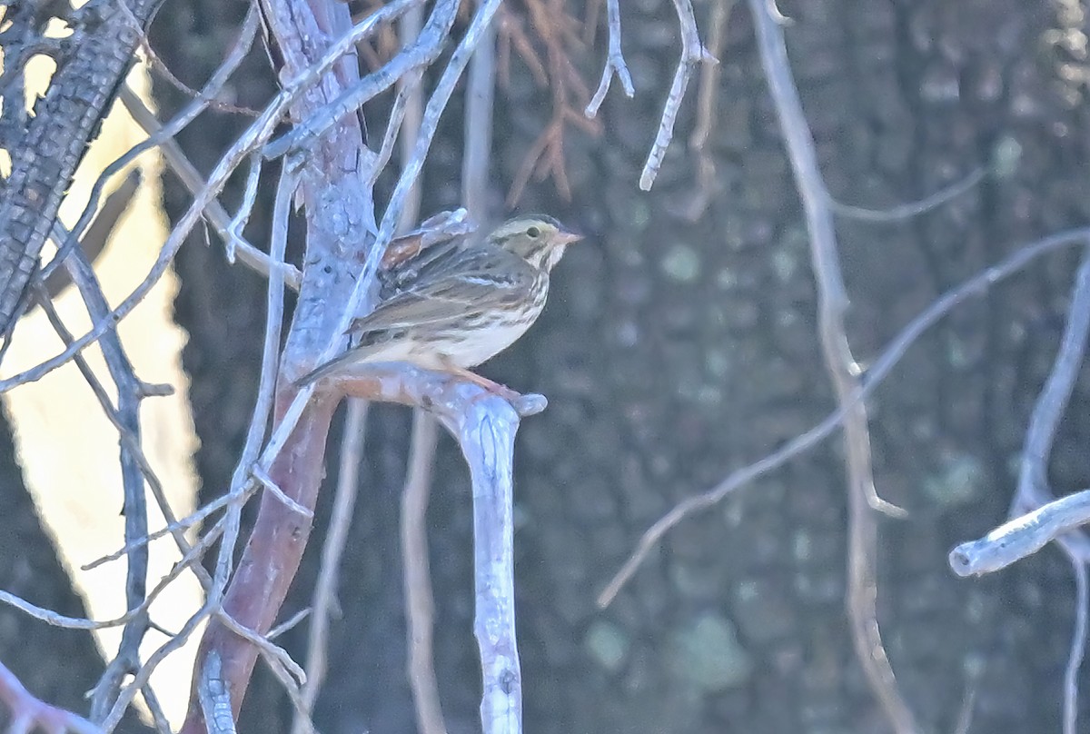 strnadec luční - ML647153829