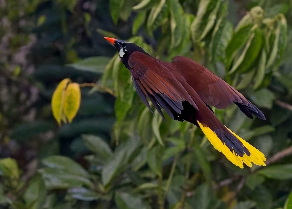Montezuma Oropendola - ML647153835