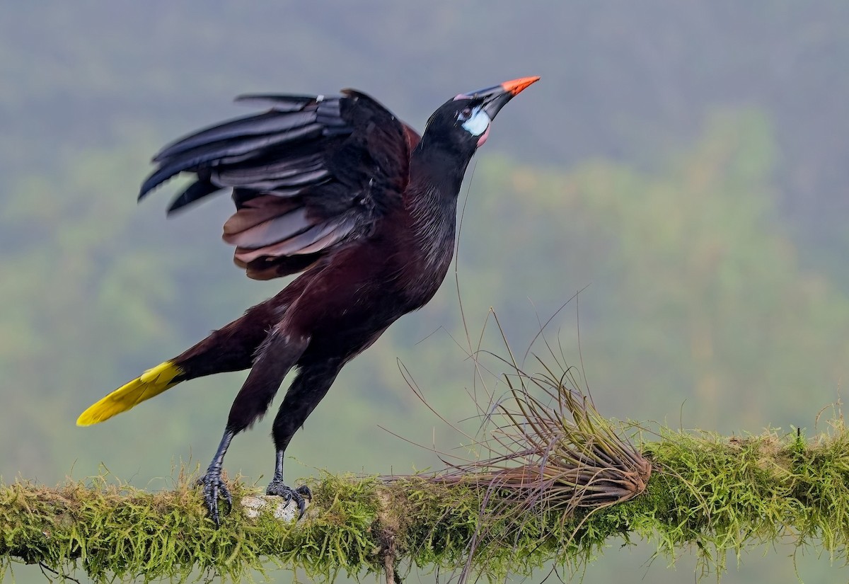 Montezuma Oropendola - ML647153836