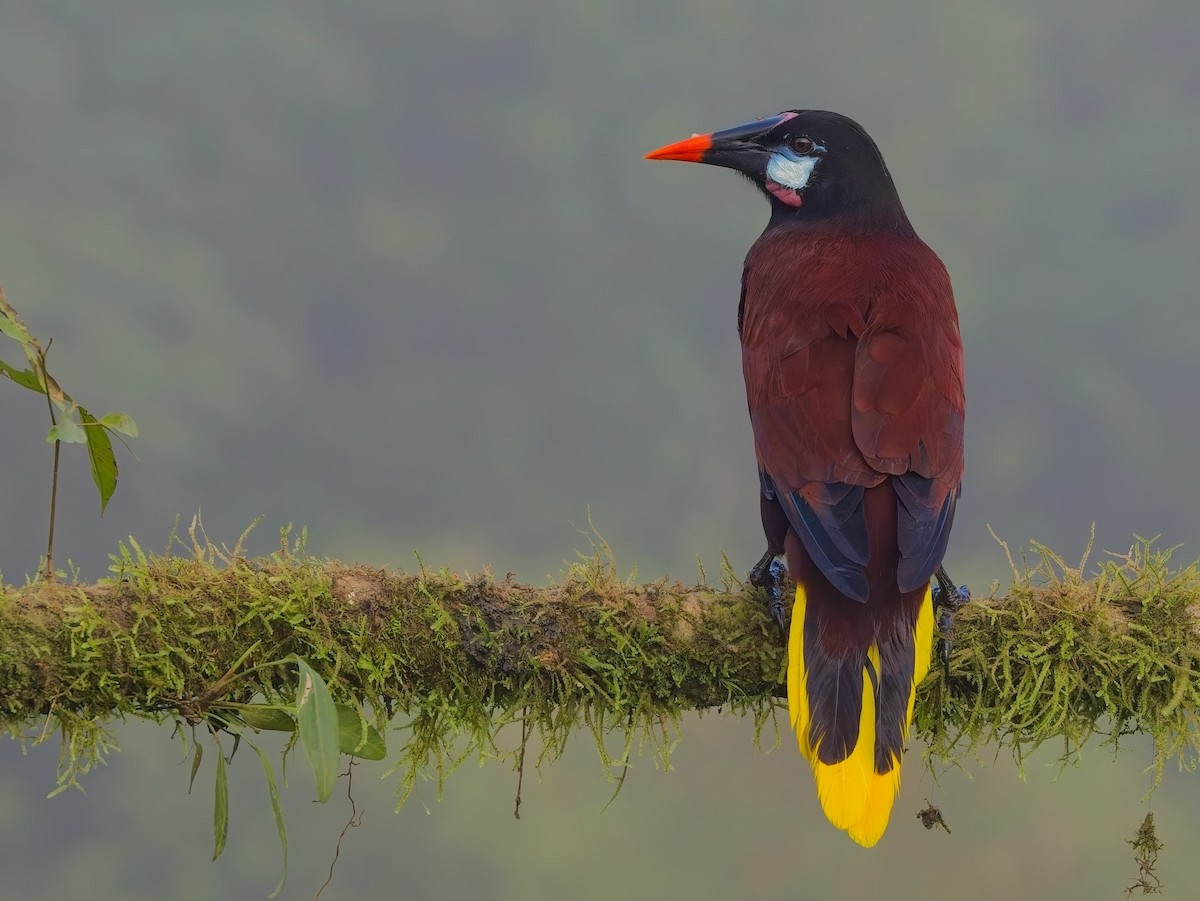Montezuma Oropendola - ML647153837