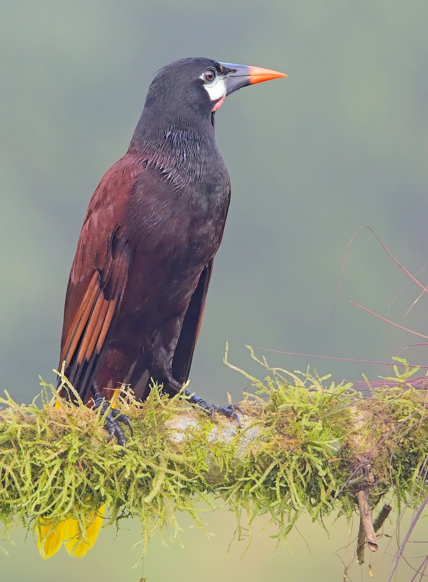 Montezuma Oropendola - ML647153838