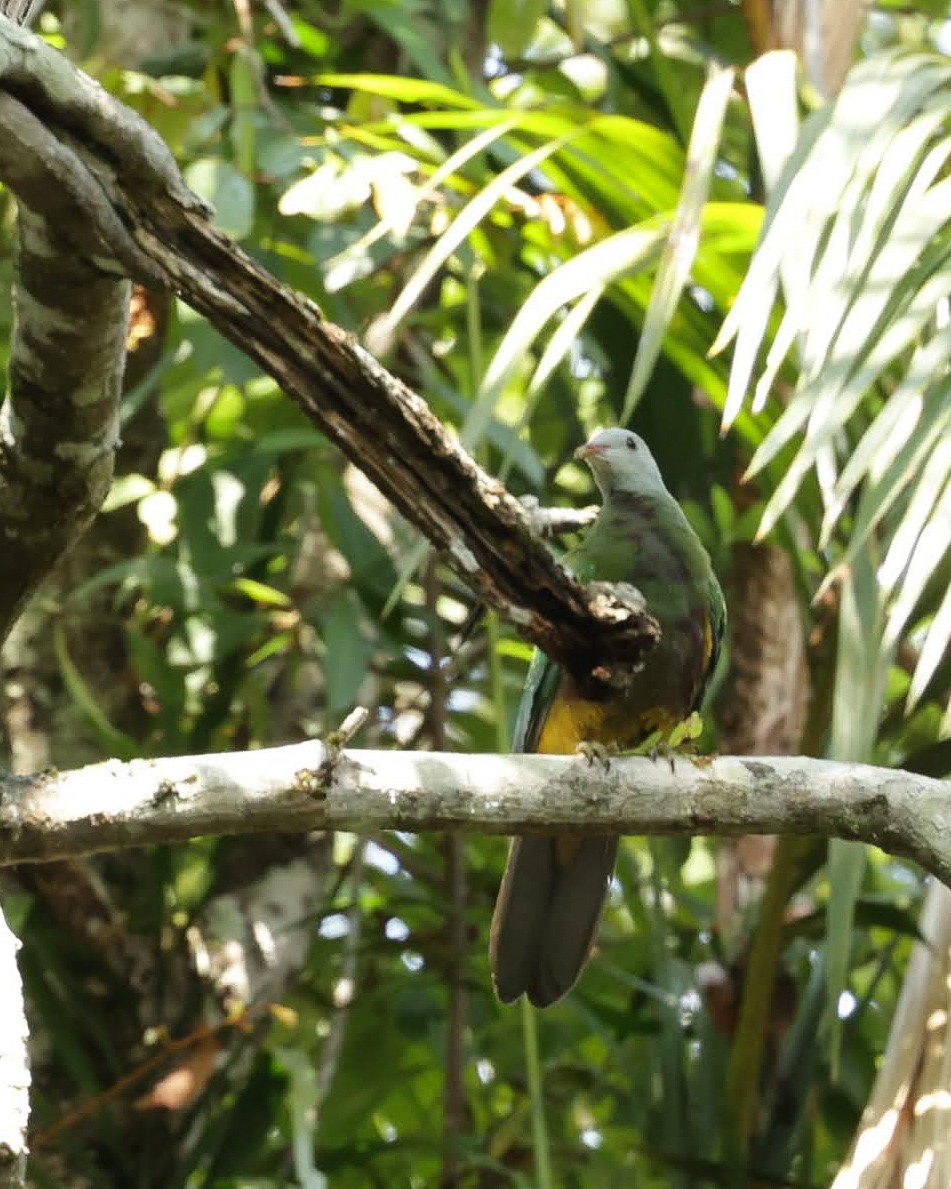 Wompoo Fruit-Dove - ML647153847