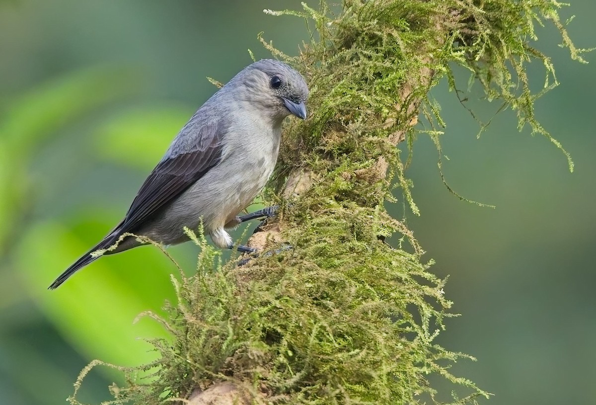 Plain-colored Tanager - ML647153849