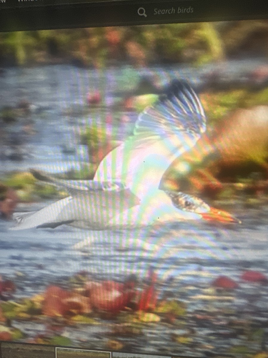 rybák velkozobý - ML647153851