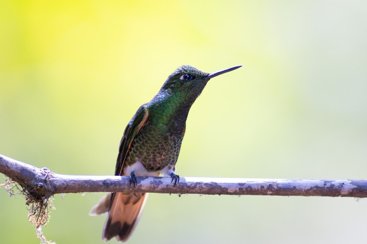 Buff-tailed Coronet - ML647153856