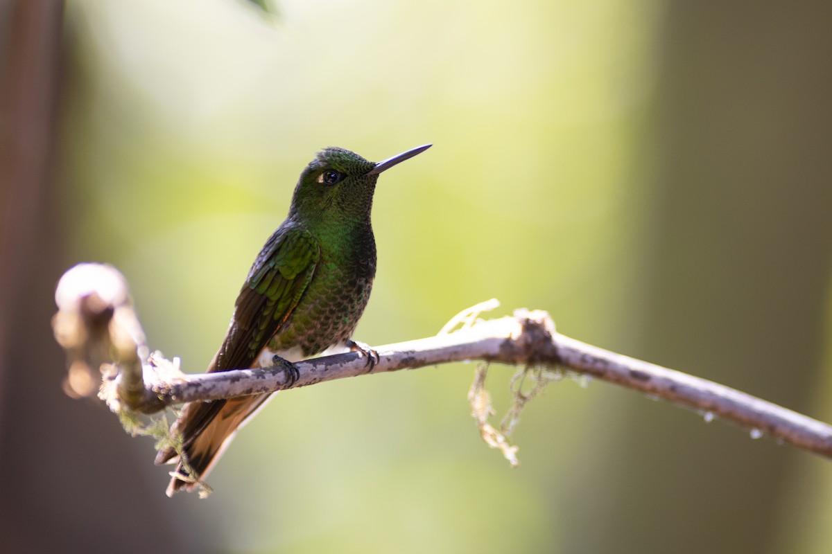 Buff-tailed Coronet - ML647153857
