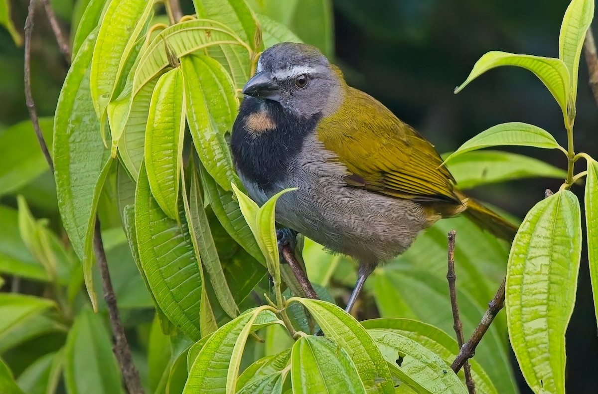 Buff-throated Saltator - ML647153860