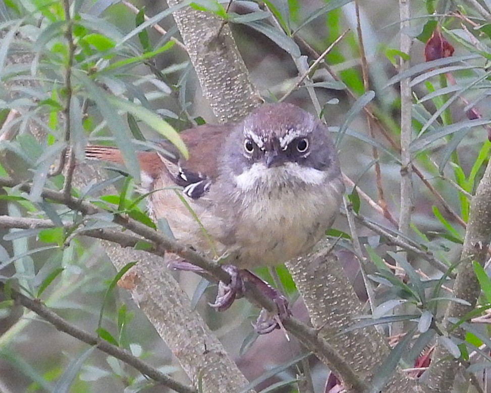 White-browed Scrubwren - ML647153861