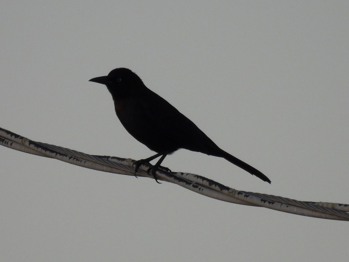 Quiscale bronzé - ML647153862