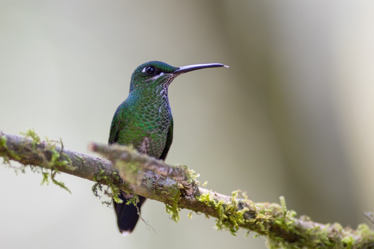 Green-crowned Brilliant - ML647153864