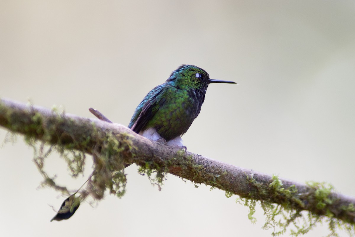 White-booted Racket-tail - ML647153869