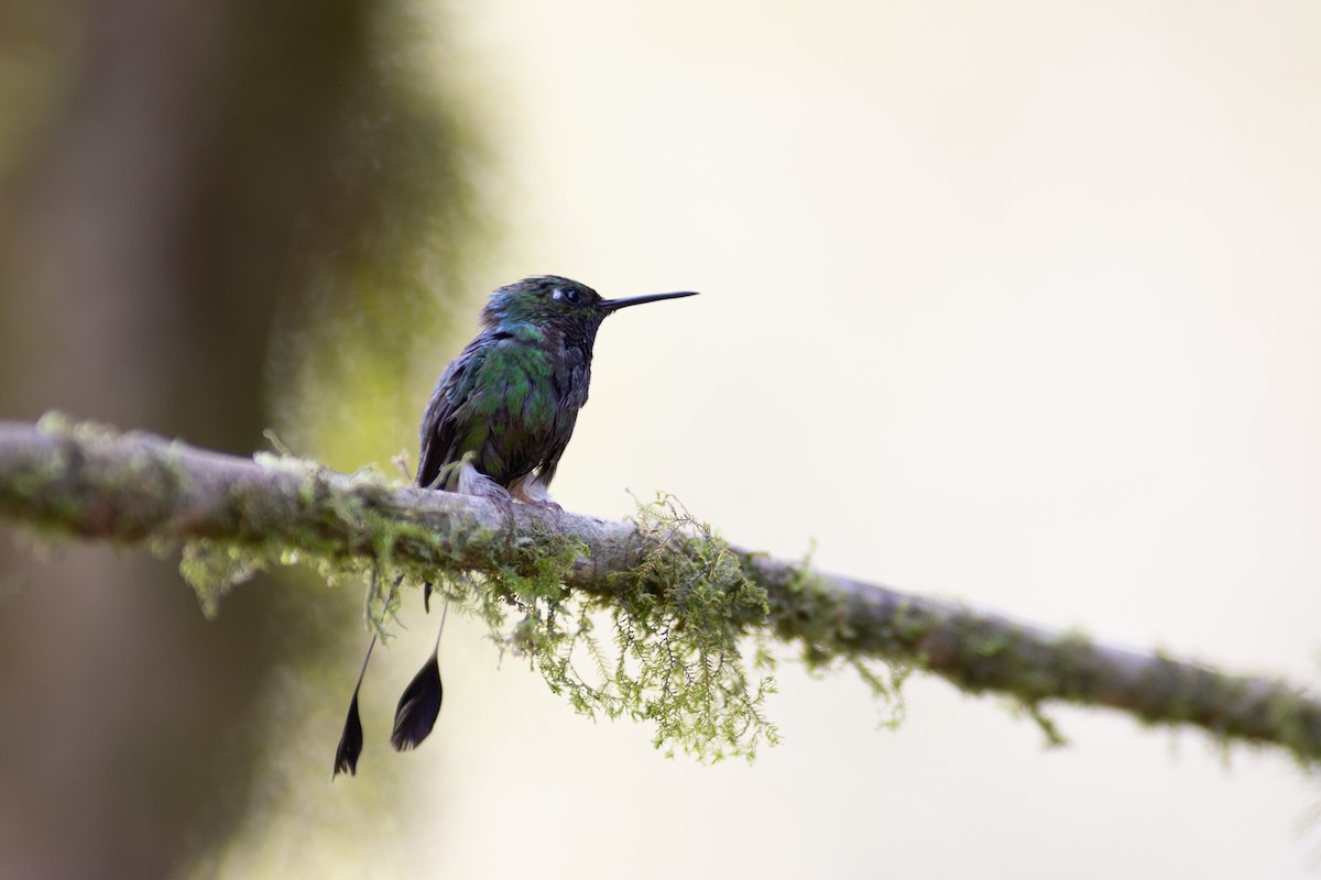 White-booted Racket-tail - ML647153870