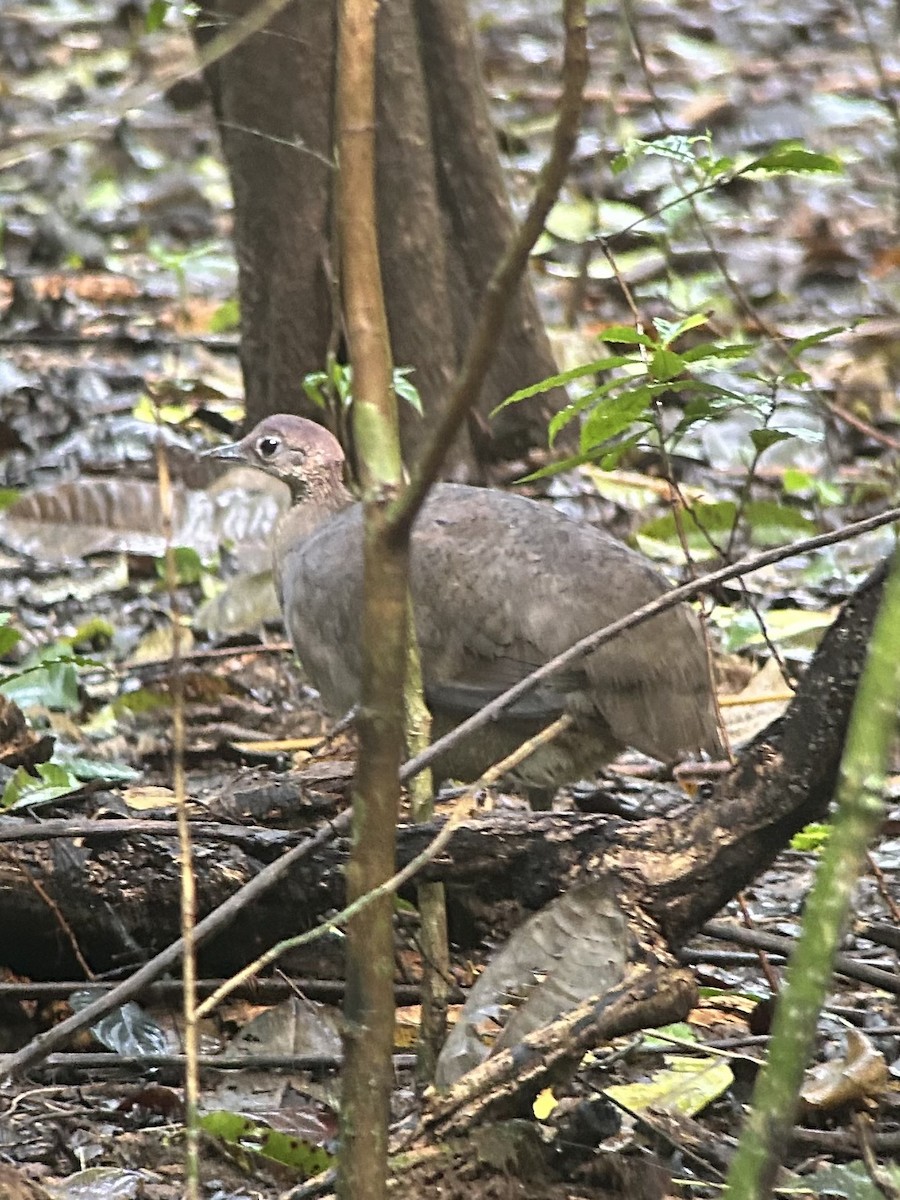 Great Tinamou - ML647153874