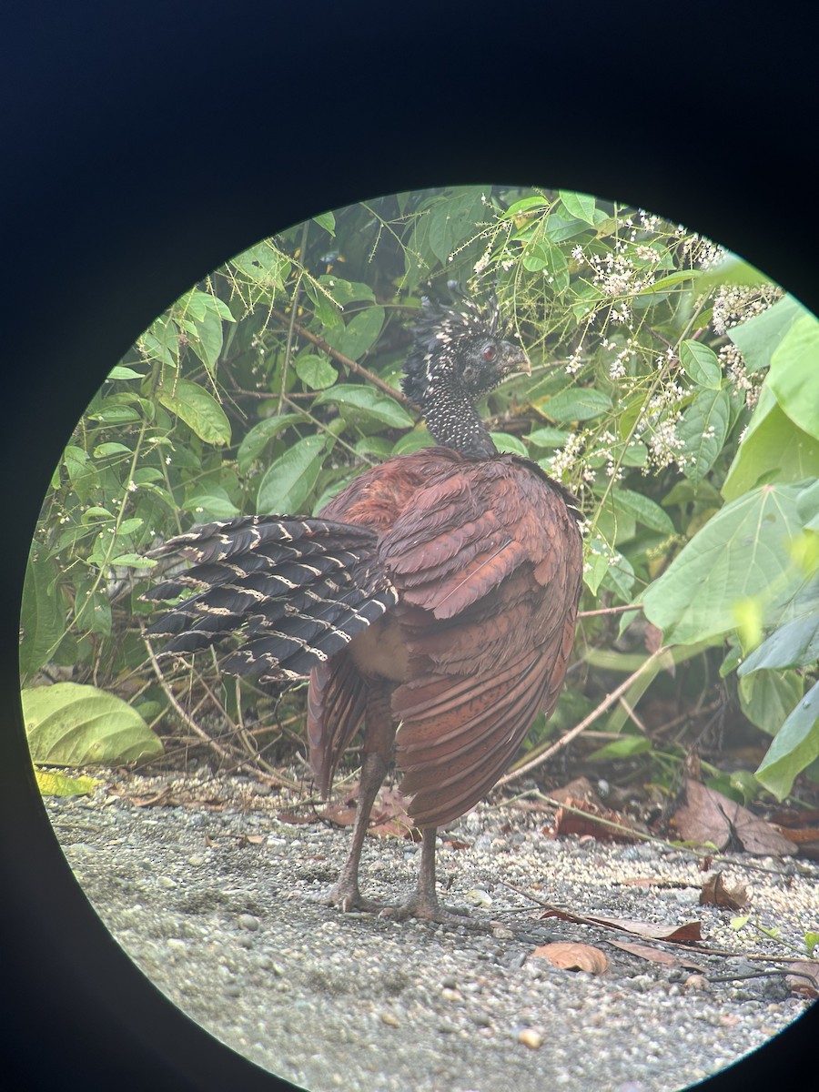 Great Curassow - ML647153881