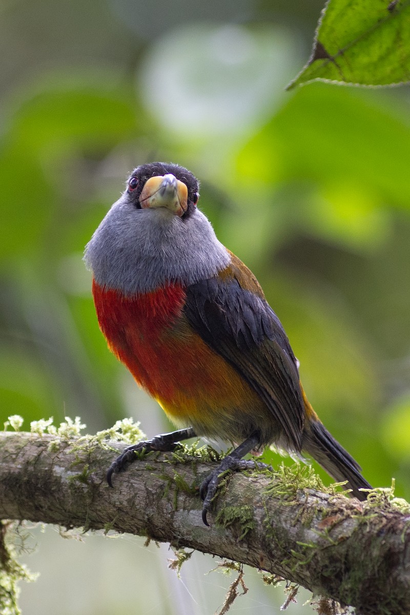 Toucan Barbet - ML647153902