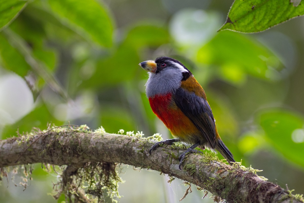 Toucan Barbet - ML647153903