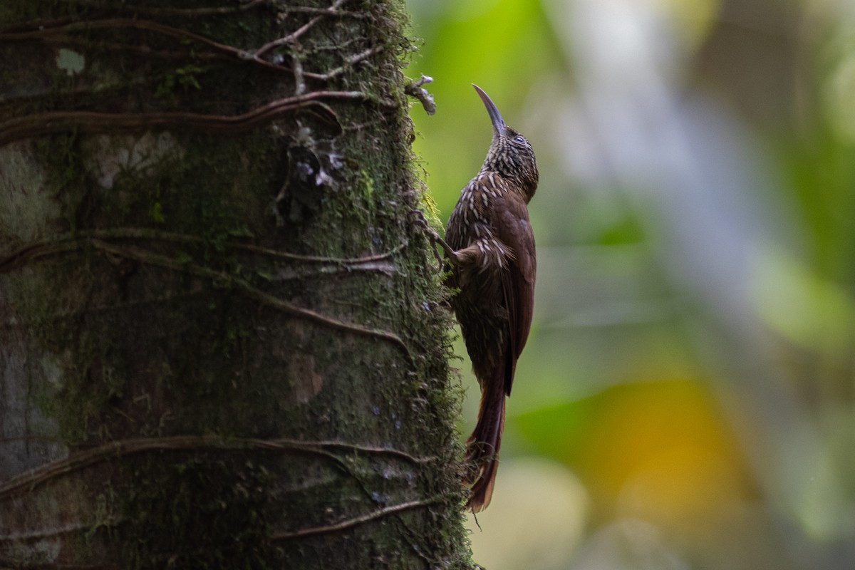 Montane Woodcreeper - ML647153908