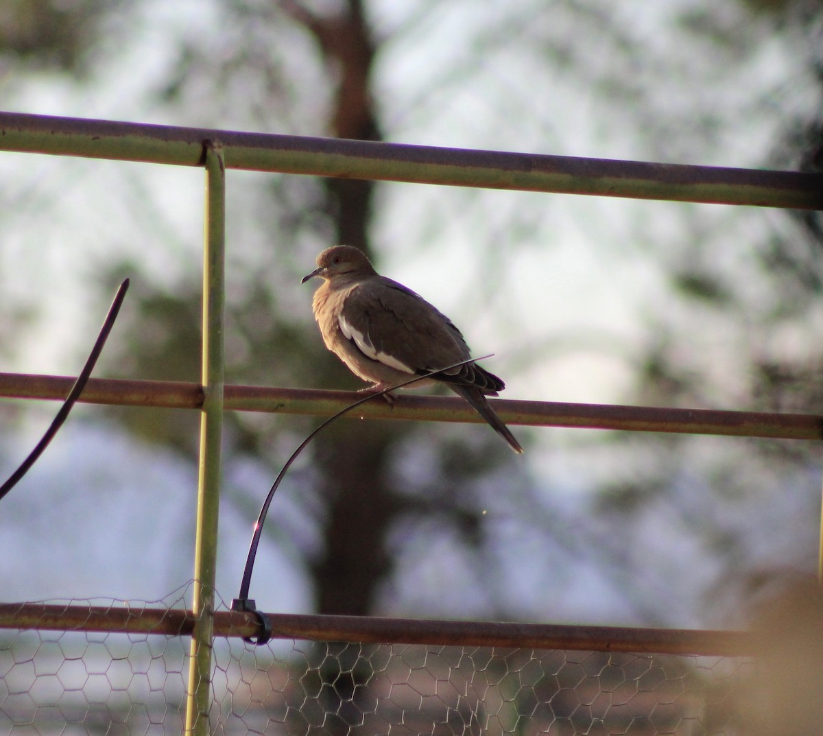 Tourterelle à ailes blanches - ML647153909