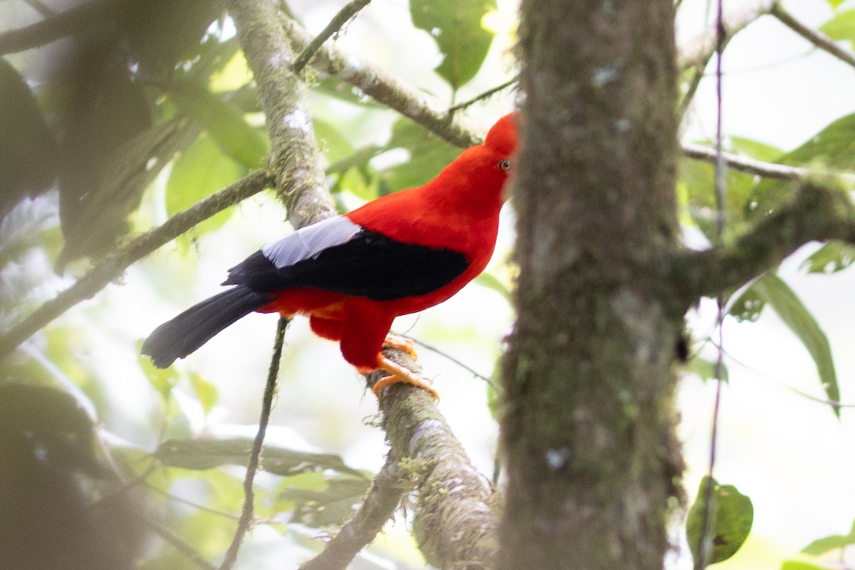 Andean Cock-of-the-rock - ML647153911