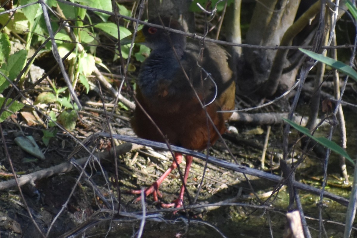 Gray-cowled Wood-Rail - ML647153914