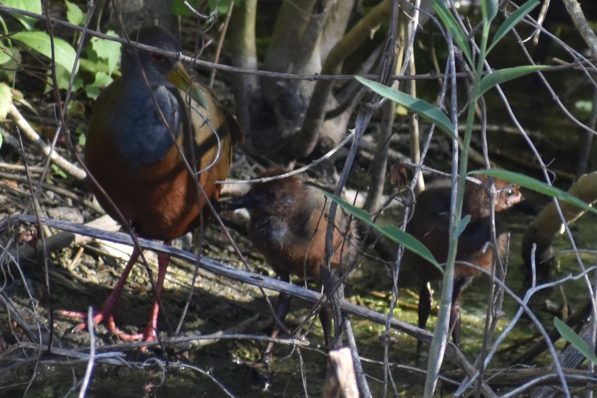 Gray-cowled Wood-Rail - ML647153920