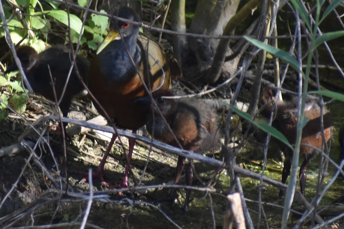 Gray-cowled Wood-Rail - ML647153922