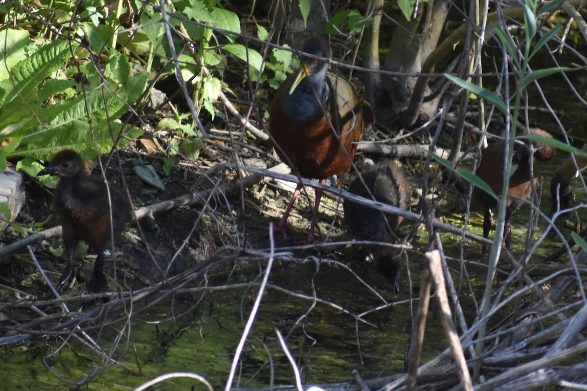 Gray-cowled Wood-Rail - ML647153925