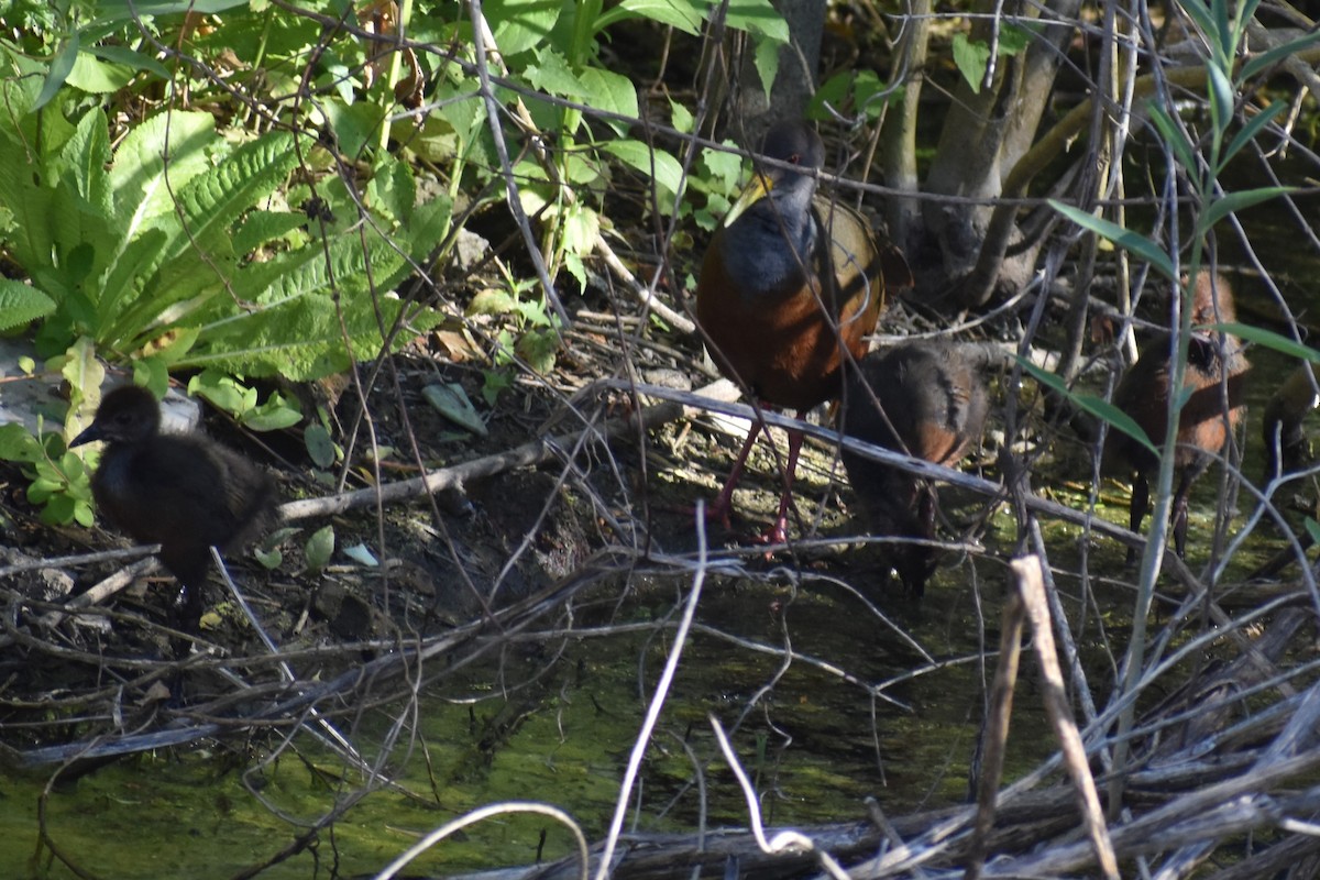 Gray-cowled Wood-Rail - ML647153926