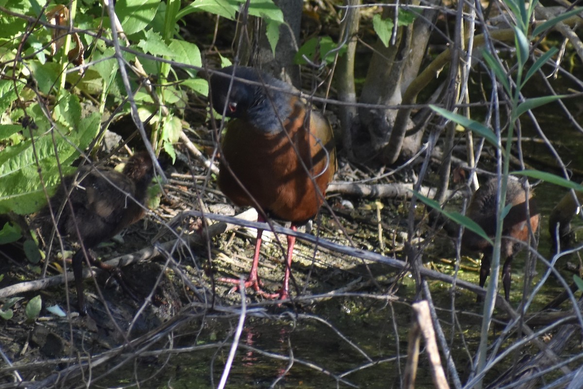Gray-cowled Wood-Rail - ML647153927