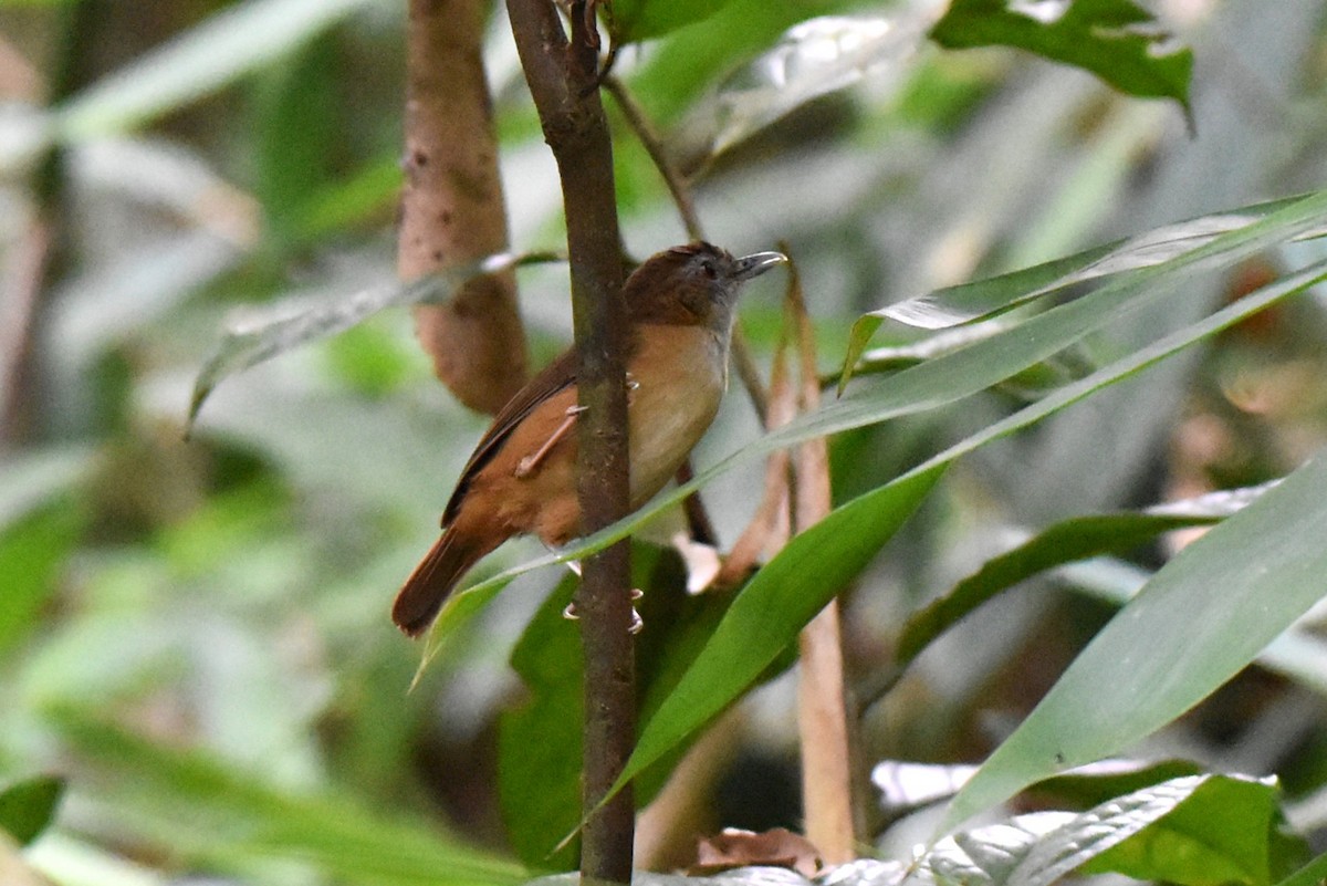 Abbott's Babbler - ML647153932