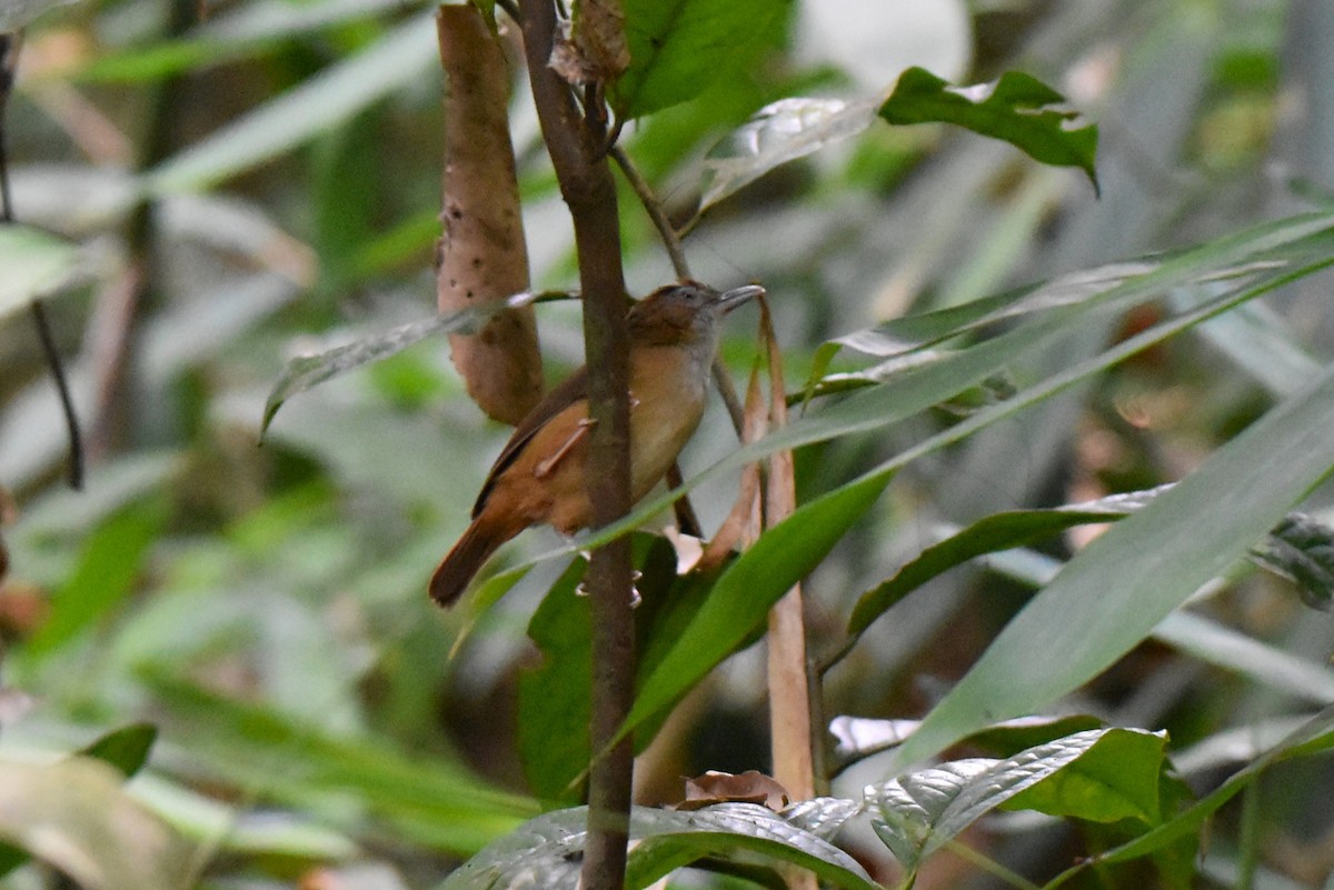 Abbott's Babbler - ML647153933